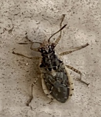 Brachycarenus tigrinus