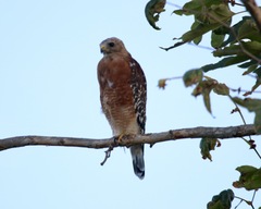 Buteo lineatus