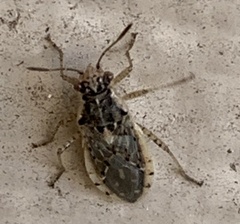 Brachycarenus tigrinus