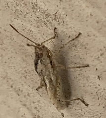 Brachycarenus tigrinus