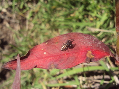 Dendryphantes