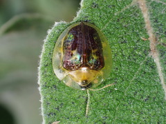 Coptocycla texana