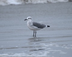 Leucophaeus atricilla