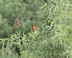 Euplectes franciscanus