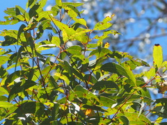 Corymbia gummifera