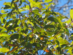 Corymbia gummifera