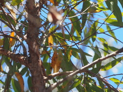 Corymbia gummifera