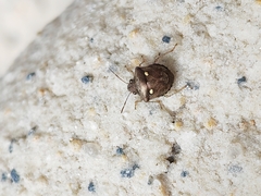 Eysarcoris guttigerus