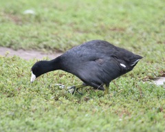 Fulica americana