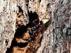 Dolichoderus scabridus
