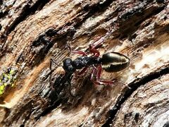 Dolichoderus scabridus