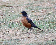 Turdus migratorius