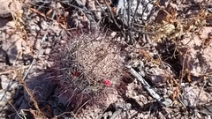 Mammillaria johnstonii