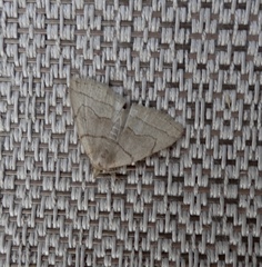 Zanclognatha pedipilalis