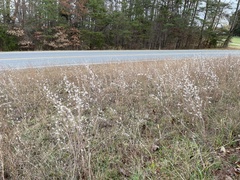 Andropogon ternarius