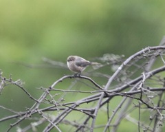 Psaltriparus minimus