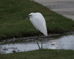 Egretta thula