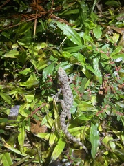 Hemidactylus parvimaculatus