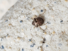 Eysarcoris guttigerus