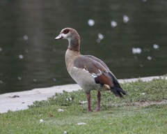 Alopochen aegyptiaca