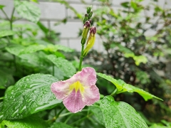 Asystasia gangetica gangetica