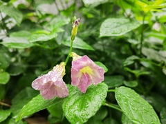 Asystasia gangetica gangetica
