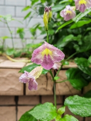 Asystasia gangetica gangetica