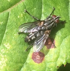 Rhinophoridae