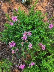 Palafoxia sphacelata