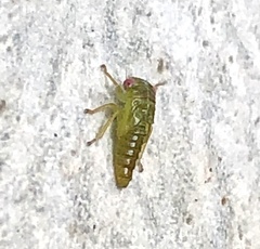 Cicadomorpha