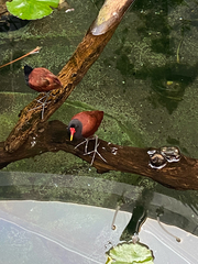 Jacana