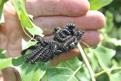 Hemileuca maia