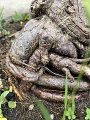 Hemiergis decresiensis