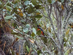 Anisognathus igniventris