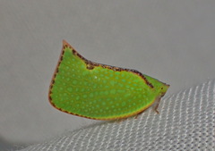 Salurnis marginella