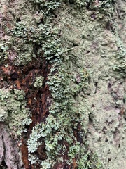 Chaenotheca ferruginea