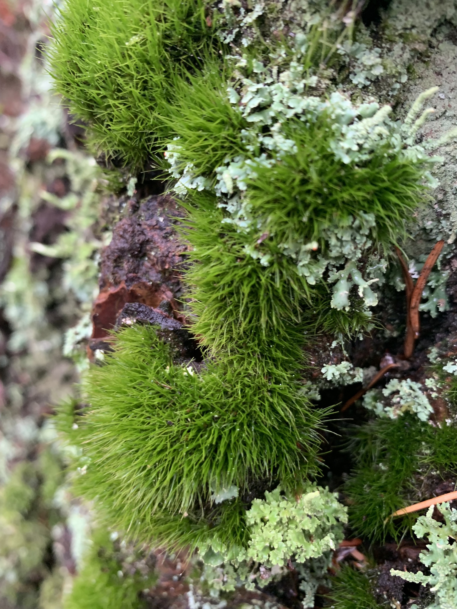 Dicranum tauricum