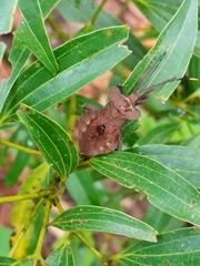 Dalader planiventris