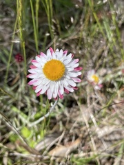 Leucochrysum albicans