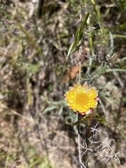 Leucochrysum albicans