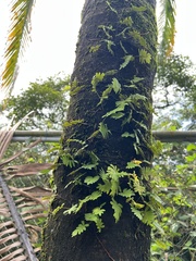 Pleopeltis polypodioides