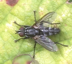 Rhinophoridae