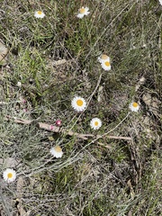 Leucochrysum albicans
