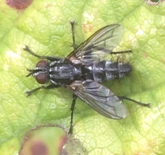 Rhinophoridae