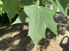 Acer platanoides