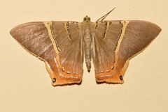 Phrygionis polita