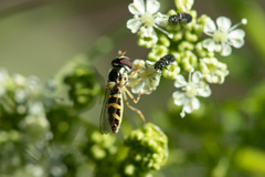 Allograpta hortensis