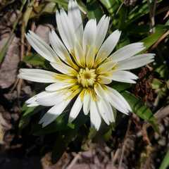 Hypochaeris sessiliflora