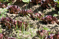 Battus polydamas psittacus