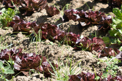 Battus polydamas psittacus